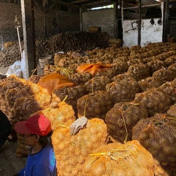 

Kentang Dieng Wonosobo Fresh Langsung Dari Kebun