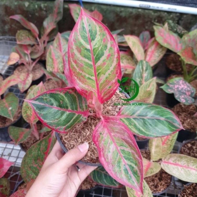 LANGSUNG ORDER Aglonema Red Emerald Dragon Khusus DEAL VIA LIVE