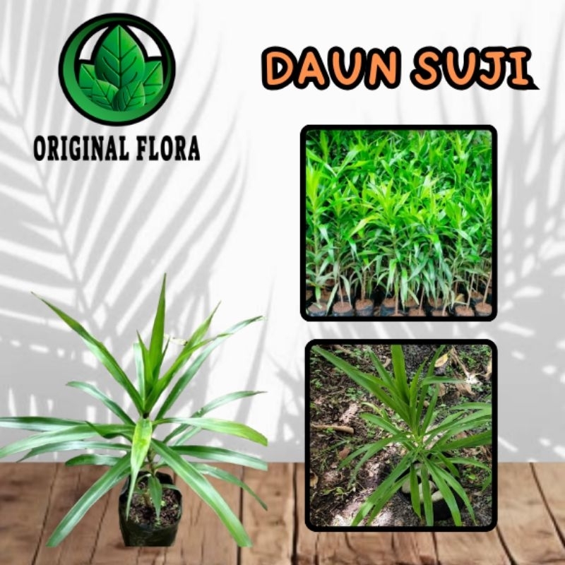 Tanaman Daun Suji - pohon suji