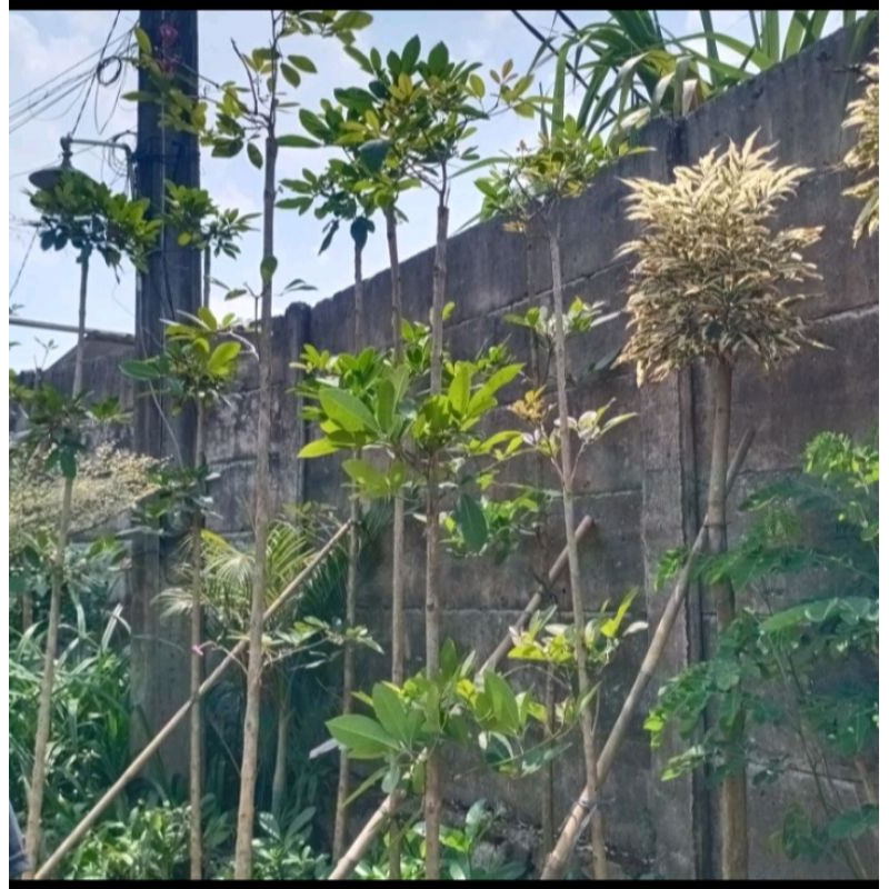 POHON TABEBUYA MURAH BUNGA MERAH TINGGI 2 METER//POHON HIAS TABUBUYA BUNGA MERAH TINGGI 2, 5 METER