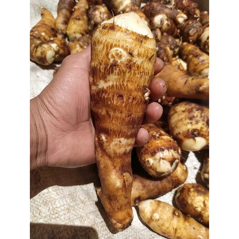 

ubi talas pulen asli segar berat 1 kg