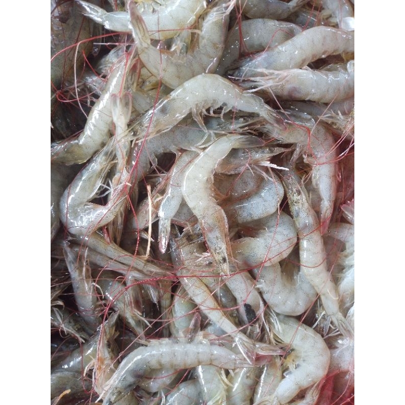 

Udang Vannamei Fresh