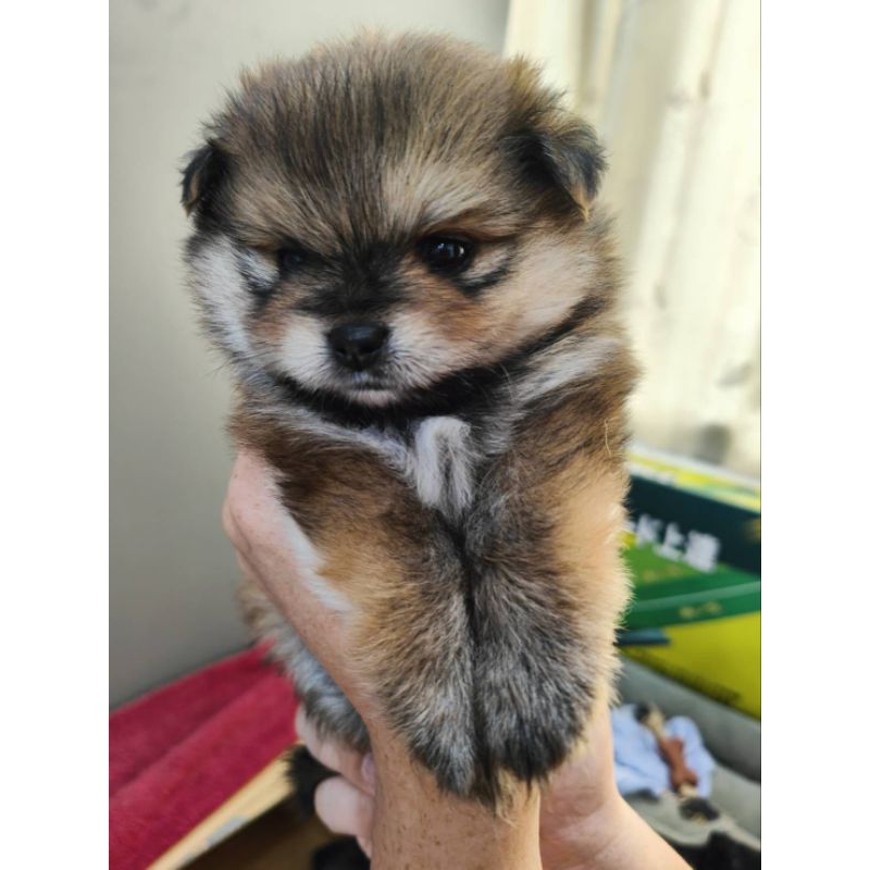 Super Mini Pom Pure Breed Tricolor Special Price Betina Sehat Lucu Pinter
Lokasi Pluit Jakarta