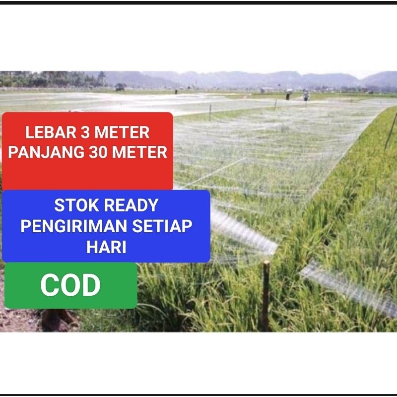 Jaring Burung sawah Jaring Burung padi Jaring Burung pipit Jaring Burung Emprit