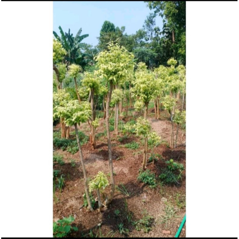 POHON BONSAI ANTING PUTRI - TANAMAN HIAS ANTING PUTRI TERMURAH TINGGI 1,5 METER