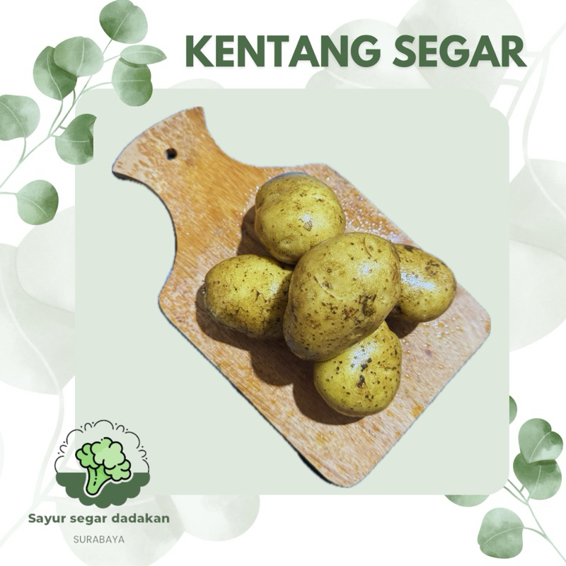 

KENTANG SEGAR