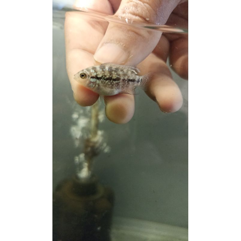 BABY_LOUHAN_KAMFA_F3