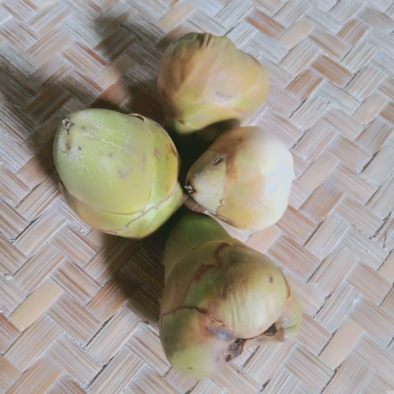 

Beluluk kelapa buah kelapa muda jatuh dari pohon