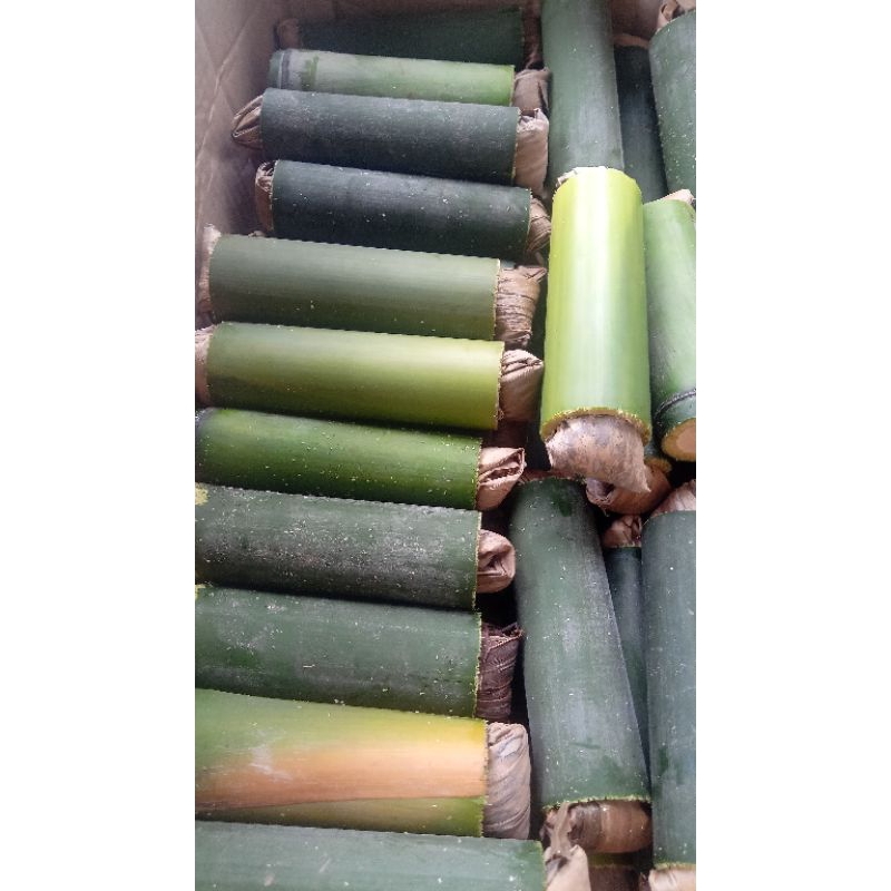 ulat bambu