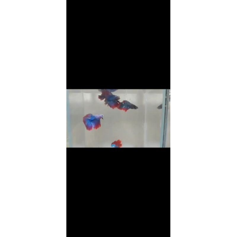 cupang Halfmoon fancy