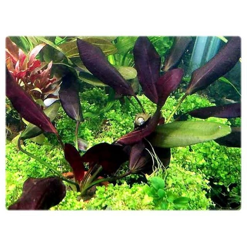 Echinodorus Aflame