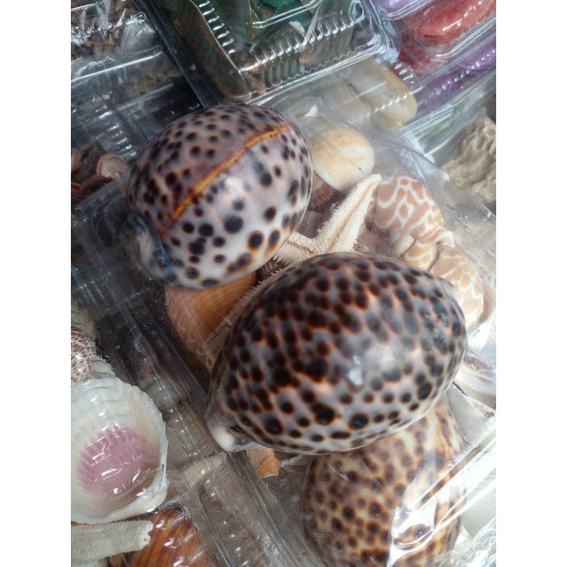 cangkang kerang kuwuk