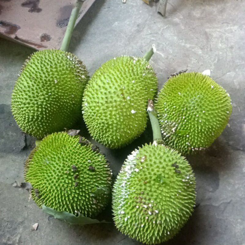 

buah kluweh