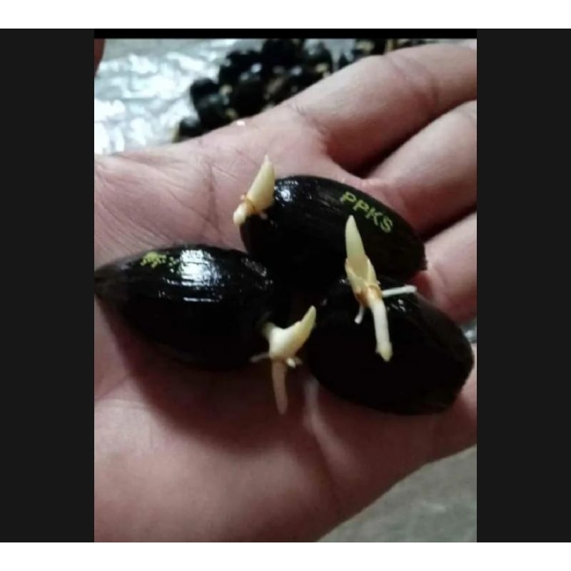 Benih Sawit Unggul PPKS SIMALUNGUN