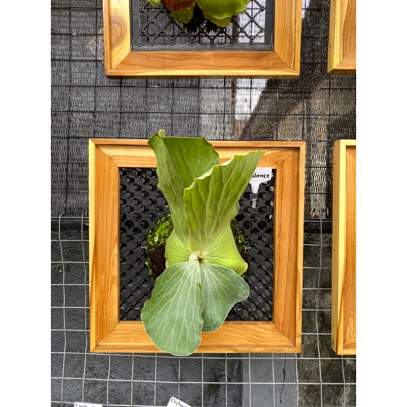 anakan platycerium Angolense