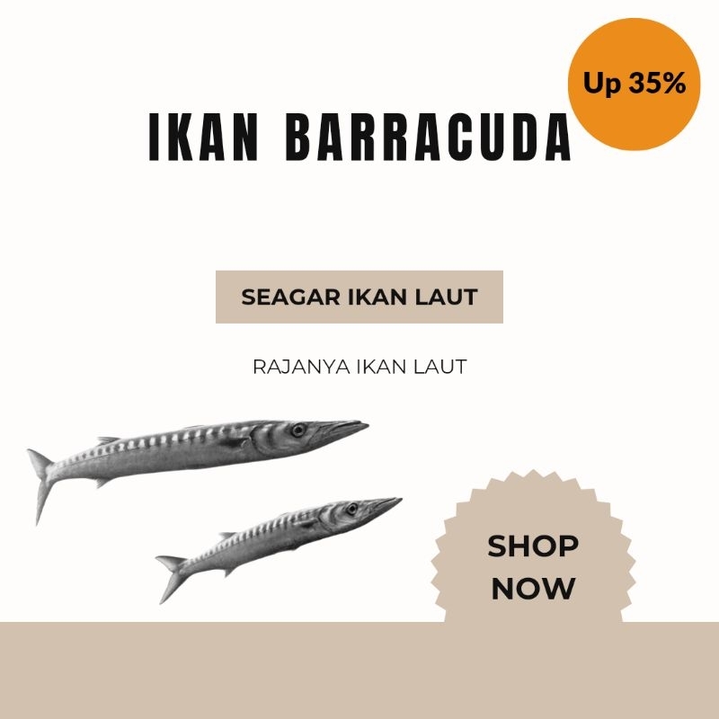 

SEAGAR Ikan Laut Barracuda Fresh / Marinasi 1kg