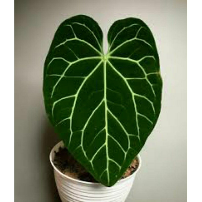 Tanaman Hias Anthurium Magnificum / Kuping Gajah Jenis Besar