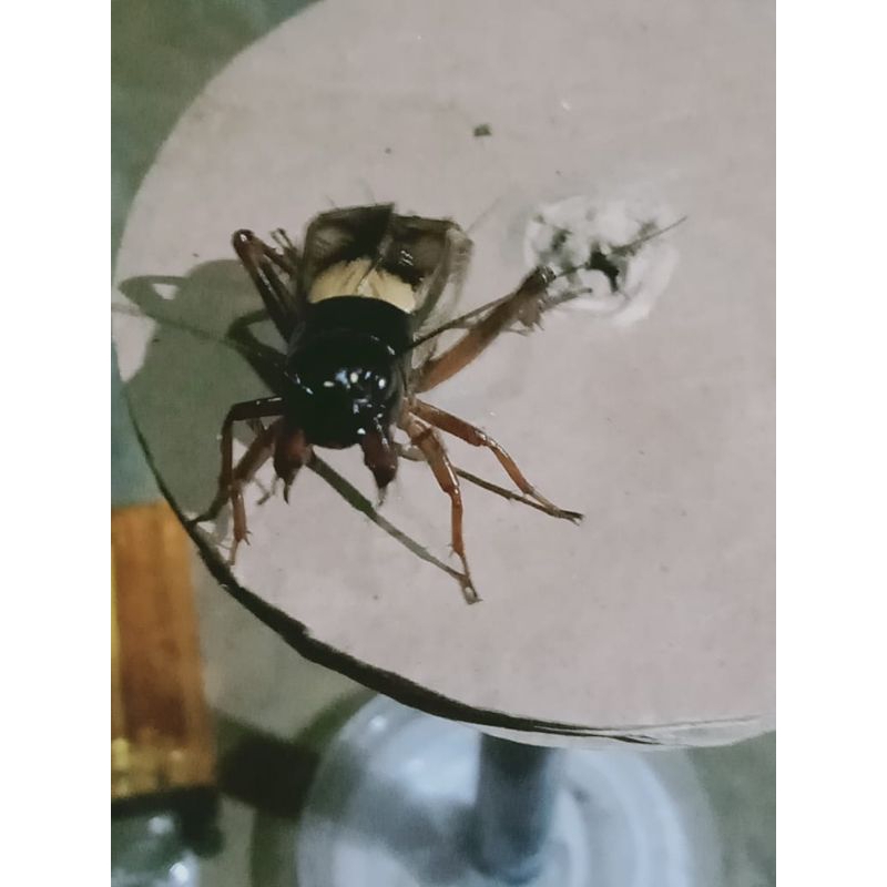 Jangkrik Masteran/Aduan