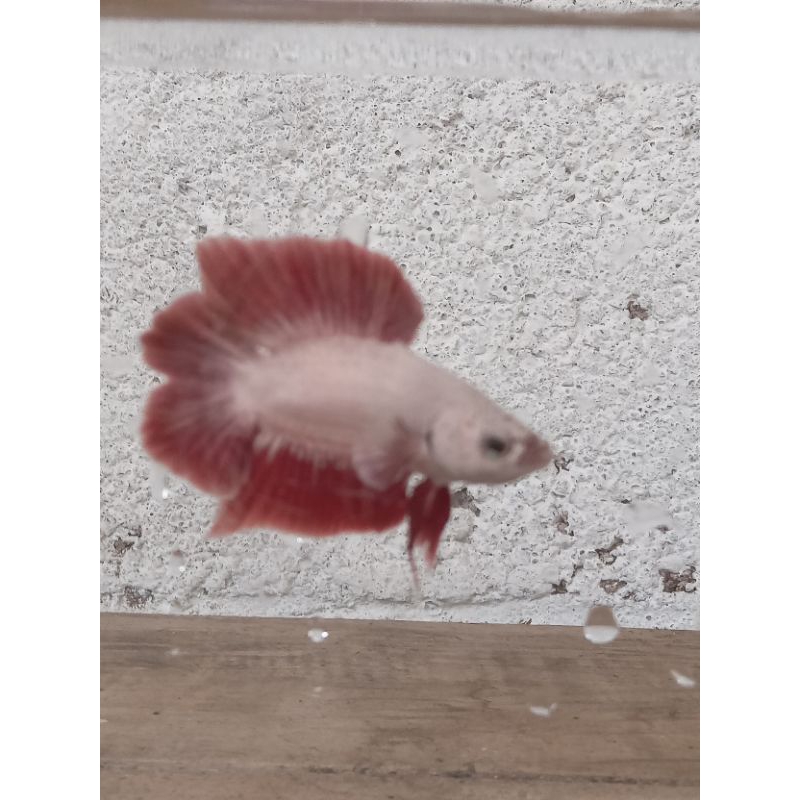 ikan cupang pkdt red dragon