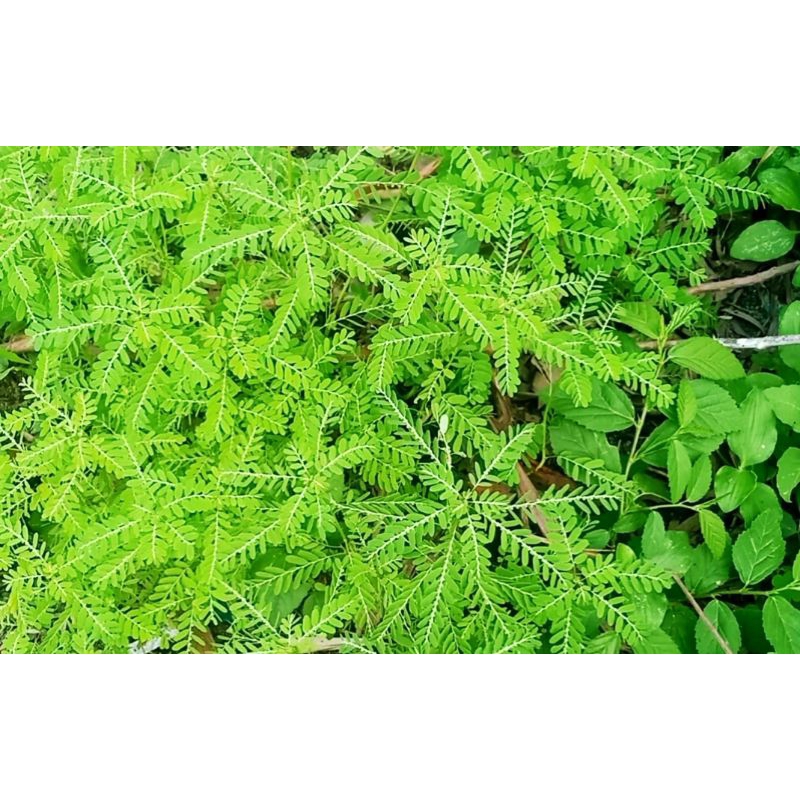 

MENIRAN SEGAR 250gr/500gr