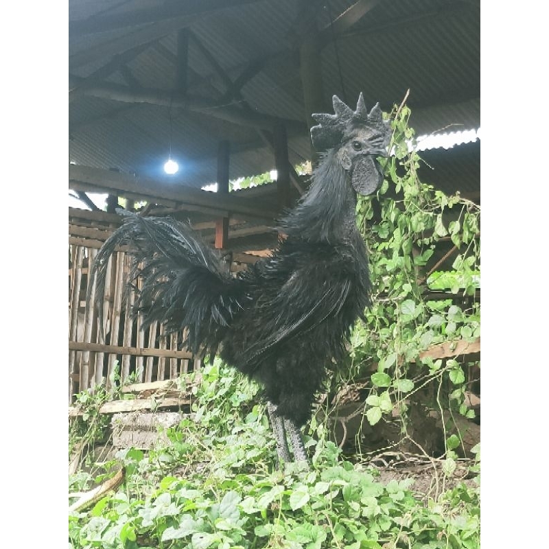 ayam cemani lidah hitam walik