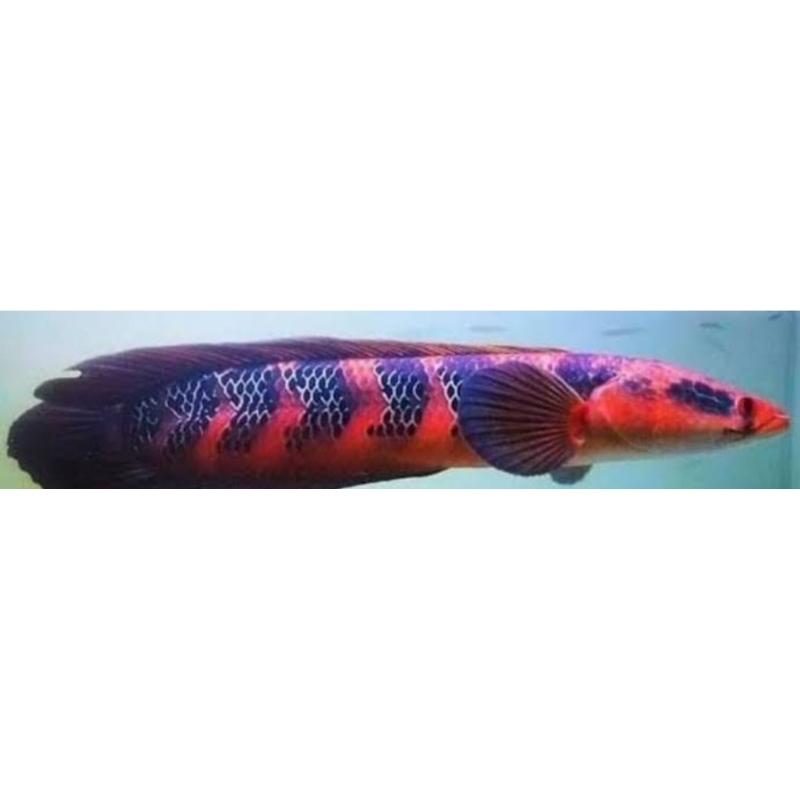 Ikan channa red barito asli 100%