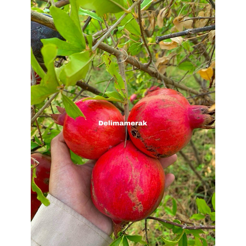 

Buah delima merah spanyol ukuran jumbo 1kg (isi 5-6 buah) biji lunak dan manis