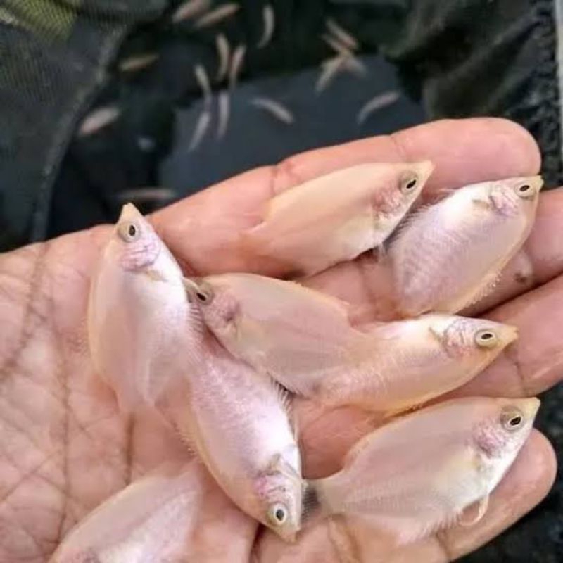 hiasan gurame padang