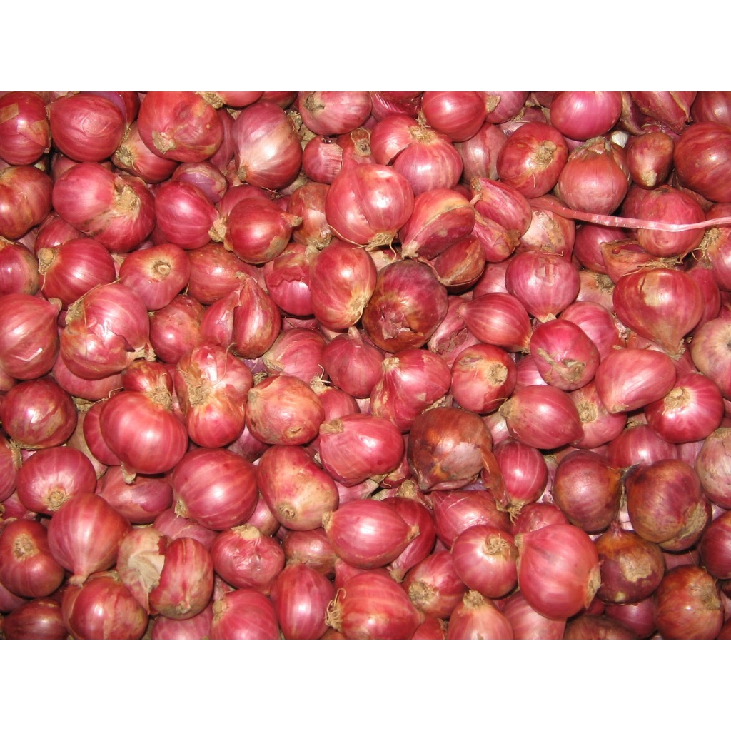 

BAWANG MERAH BIASA
