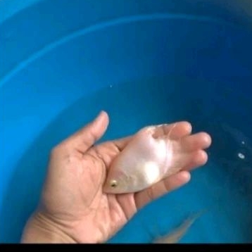 ikan gurame SB hitam dan padang unik langka