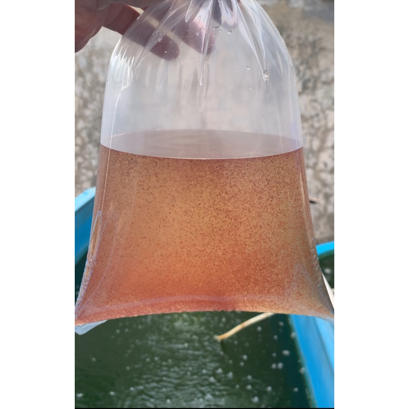 Kutir Kutu air Moina