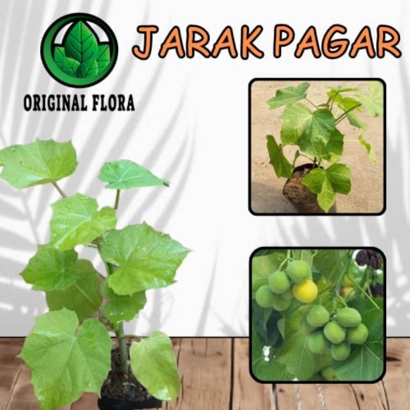 Pohon Jarak Pagar Bibit Jarak Pagar Daun Jarak Pagar