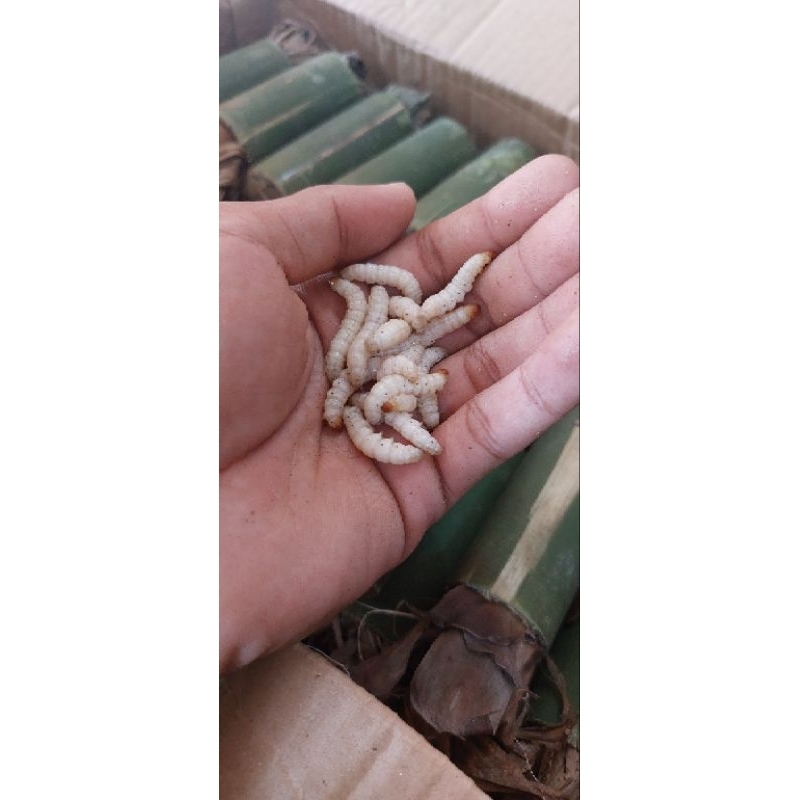 ULAT BUMBUNG / ULAT BAMBU