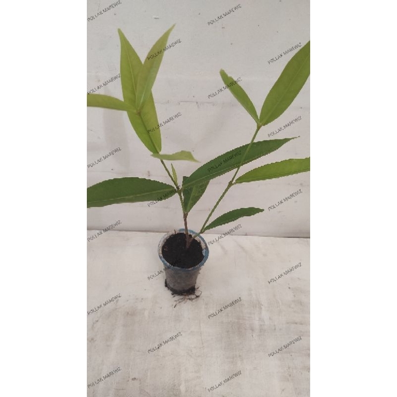 bibit jambu air madu deli hijau