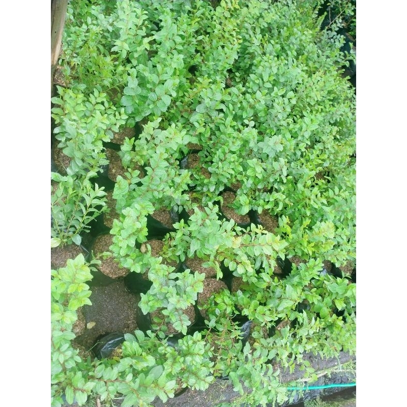 Bidara / daun bidara