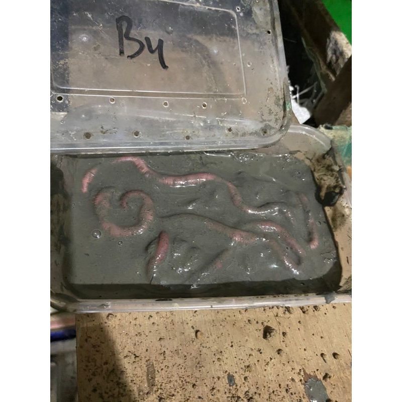 cacing Nipah/pumpun/Laut grade B