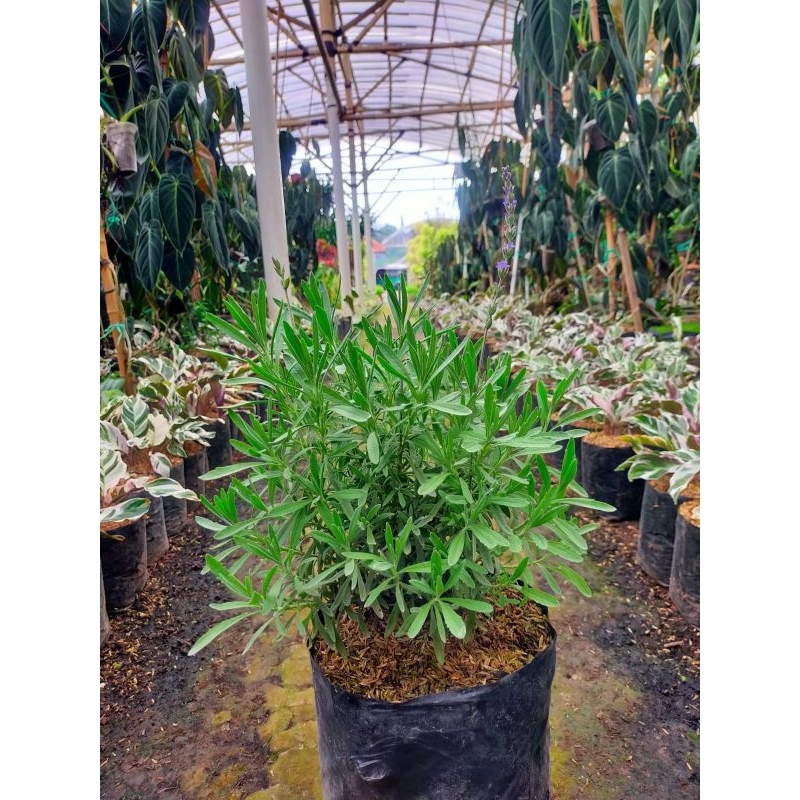 Bunga Lavender asli / lavandula angustifolia hidcote TANAMAN ANTI NYAMUK ( english lavender ) Ukuran