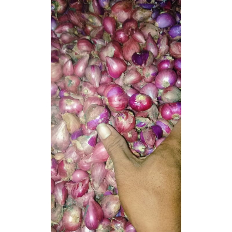 

bawang merah sayur brebes size besar 500g