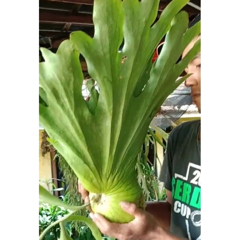 PROMO wandae coronarium bertanduk rusa mahkota3