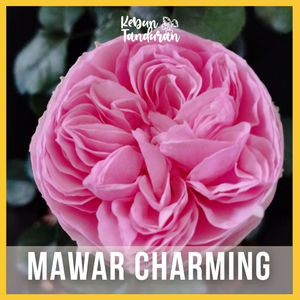 Bibit Bunga Mawar Impor Mawar Tumpuk Charming Piano/ Mawar Import Charming Piano