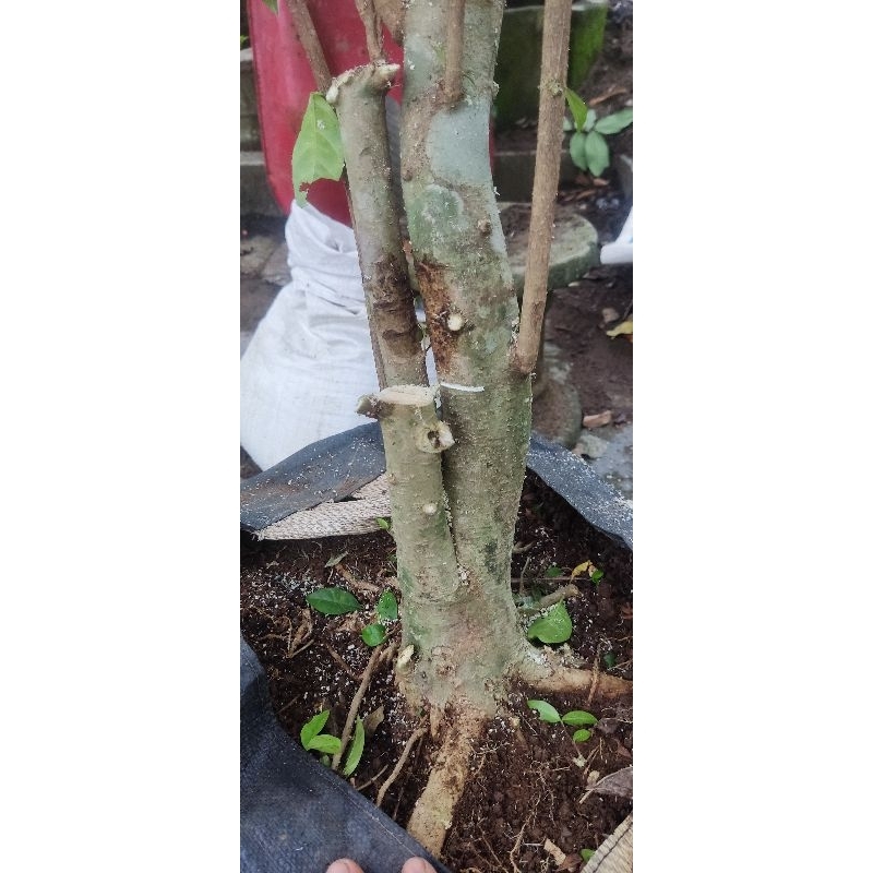 BAHAN ANTING PUTRI JUMBO