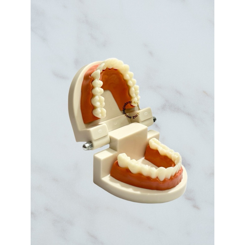 Model Study gigi/ Phantom gigi/ Contoh gigi/ Alat peraga gigi
