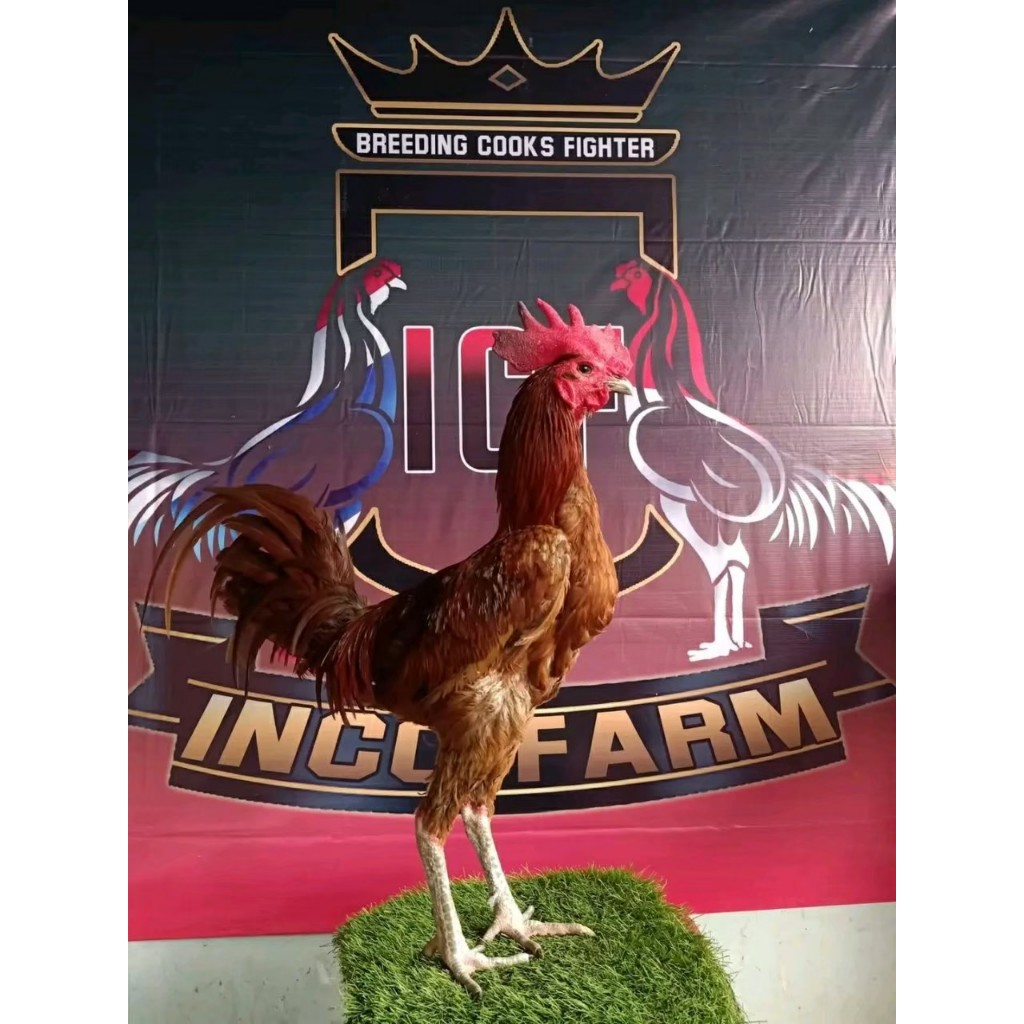 Telur Ayam Pelung | Untuk Ditetaskan | Fertil