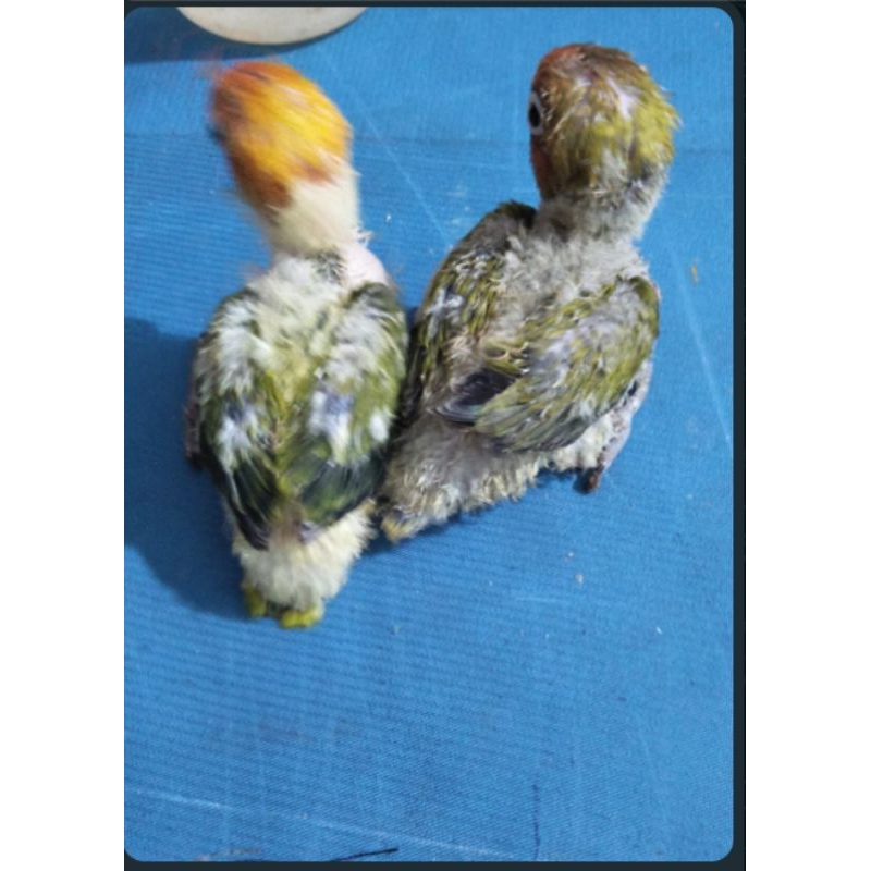 [Instant] Burung Lovebird loloh bioGreen X euwingGreen