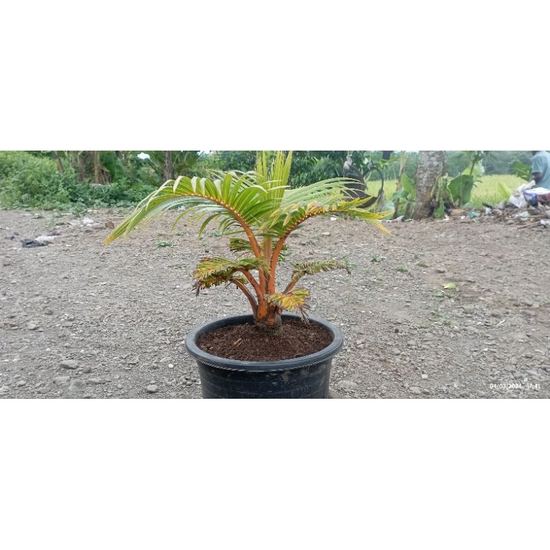 bonsai kelapa kuning