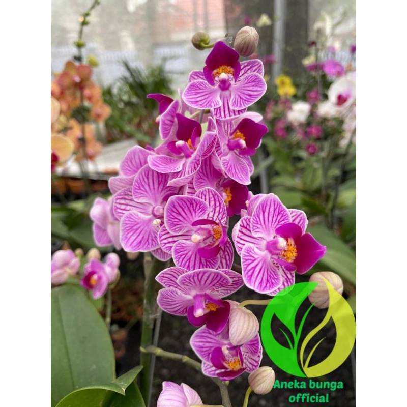 ANGGREK BULAN SUDAH DEWASA MINI TAIWAN / POHON BUNGA ANGGREK BULAN DEWASA