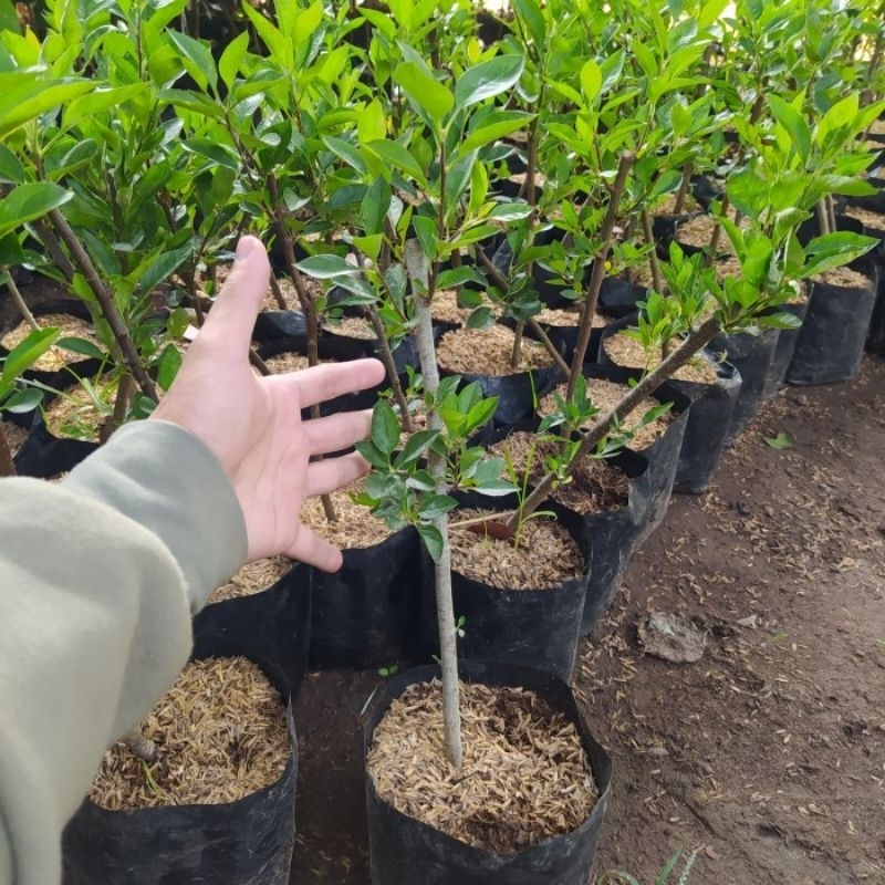 bibit apel Fuji/merah hasil cangkok (sudah siap berbuah)