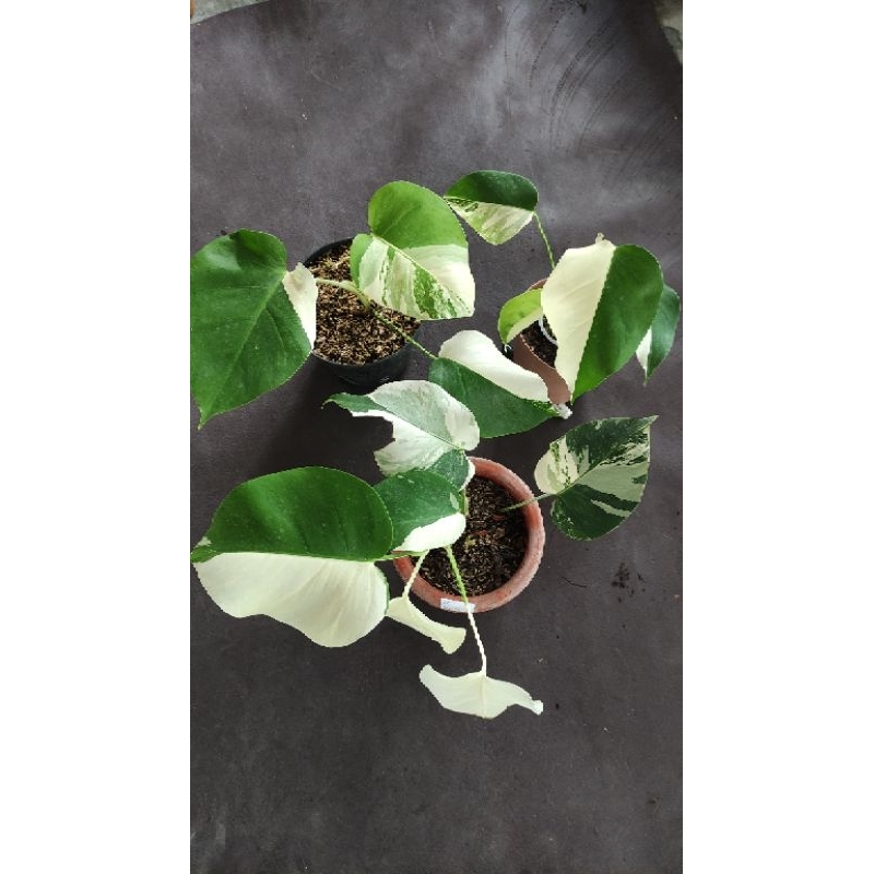 Monstera Marmorata Varigata