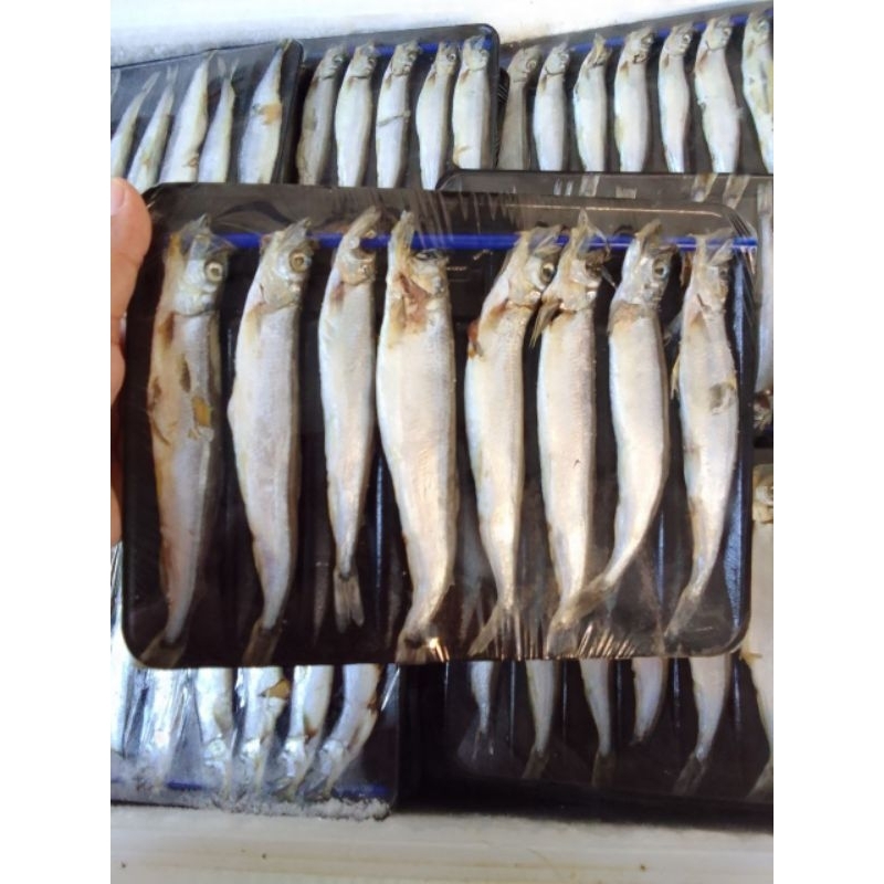

ikan shisamo