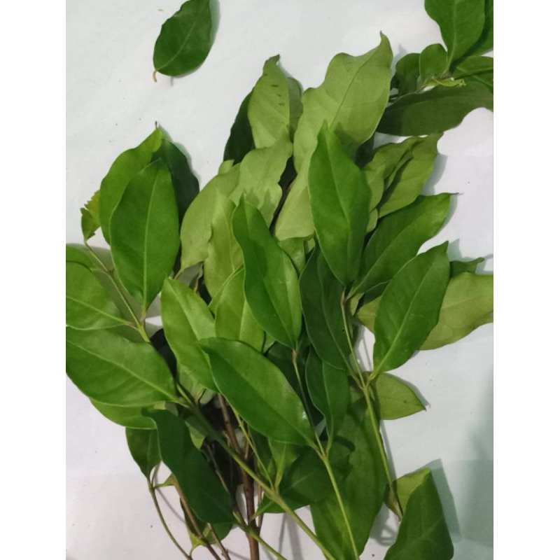 

daun salam per ikat